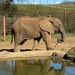 elephant by cam365pix