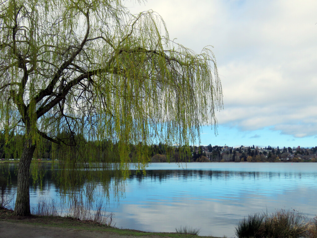 Reflections On Green Lake by seattlite