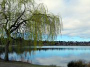 29th Mar 2022 - Reflections On Green Lake