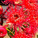 Eucalypt Flower by briaan