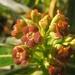 Euphorbia by etienne