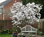 29th Mar 2022 - My magnolia