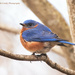 Mr. Bluebird by mccarth1
