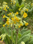 27th Mar 2022 - Cowslips on the Front Lawn