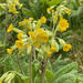 Cowslips on the Front Lawn by 365projectmaxine