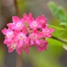 Flowering Currant by arkensiel