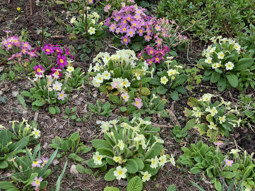 Primulas on the Front Lawn by 365projectmaxine
