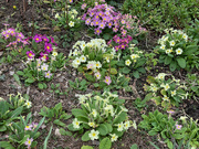 28th Mar 2022 - Primulas on the Front Lawn