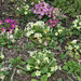 Primulas on the Front Lawn by 365projectmaxine