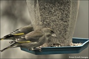 29th Mar 2022 - A pair of greenfinches