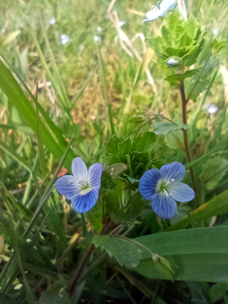 Spring.. Speedwell by 365projectorgjoworboys