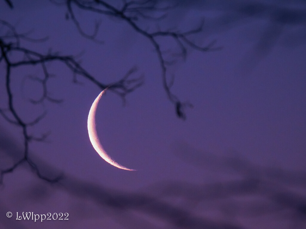 Good Morning Moon  by lesip