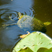Turtle by danette