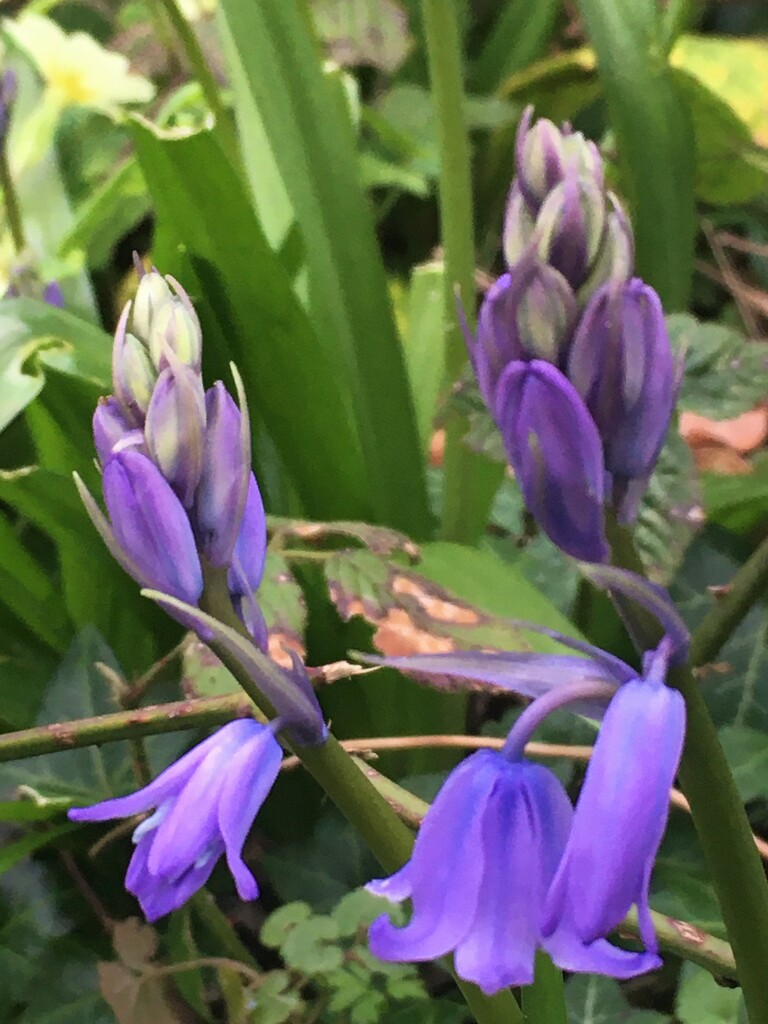 First bluebells by 365anne