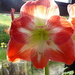 Amaryllis - has finally made it! by snowy
