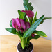Purple Calla Lily by pcoulson