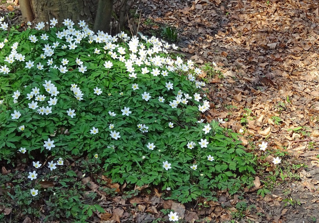 Wood Anemone by marianj