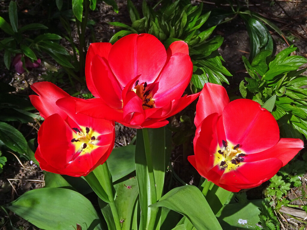 Tulips are joining the Spring parade in our garden. by marianj