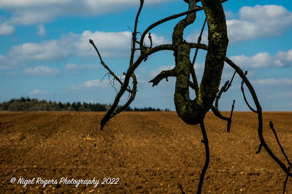 Branching out by nigelrogers