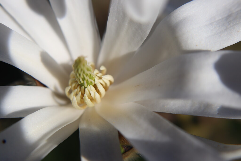 Magnolia by nodrognai