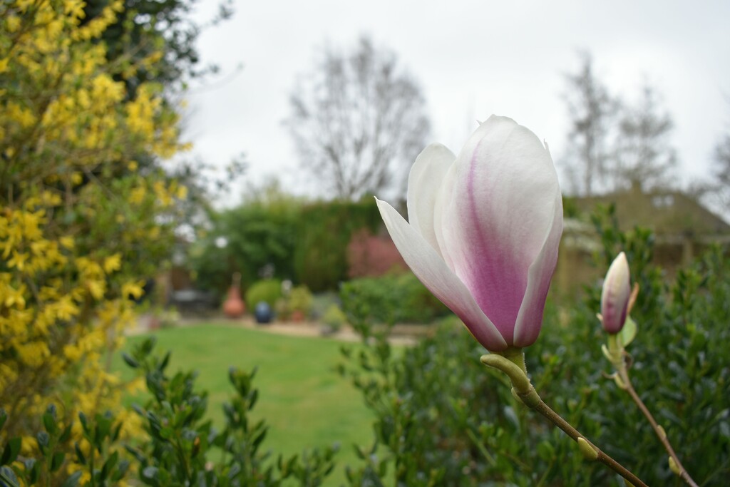 After a couple of years, our Magnolia tree is finally settling in by anitaw
