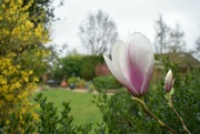 29th Mar 2022 - After a couple of years, our Magnolia tree is finally settling in