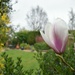 After a couple of years, our Magnolia tree is finally settling in by anitaw