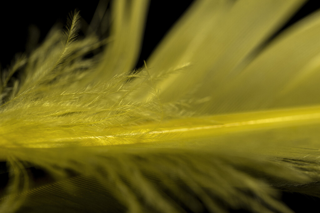 Yellow Feather by nickspicsnz