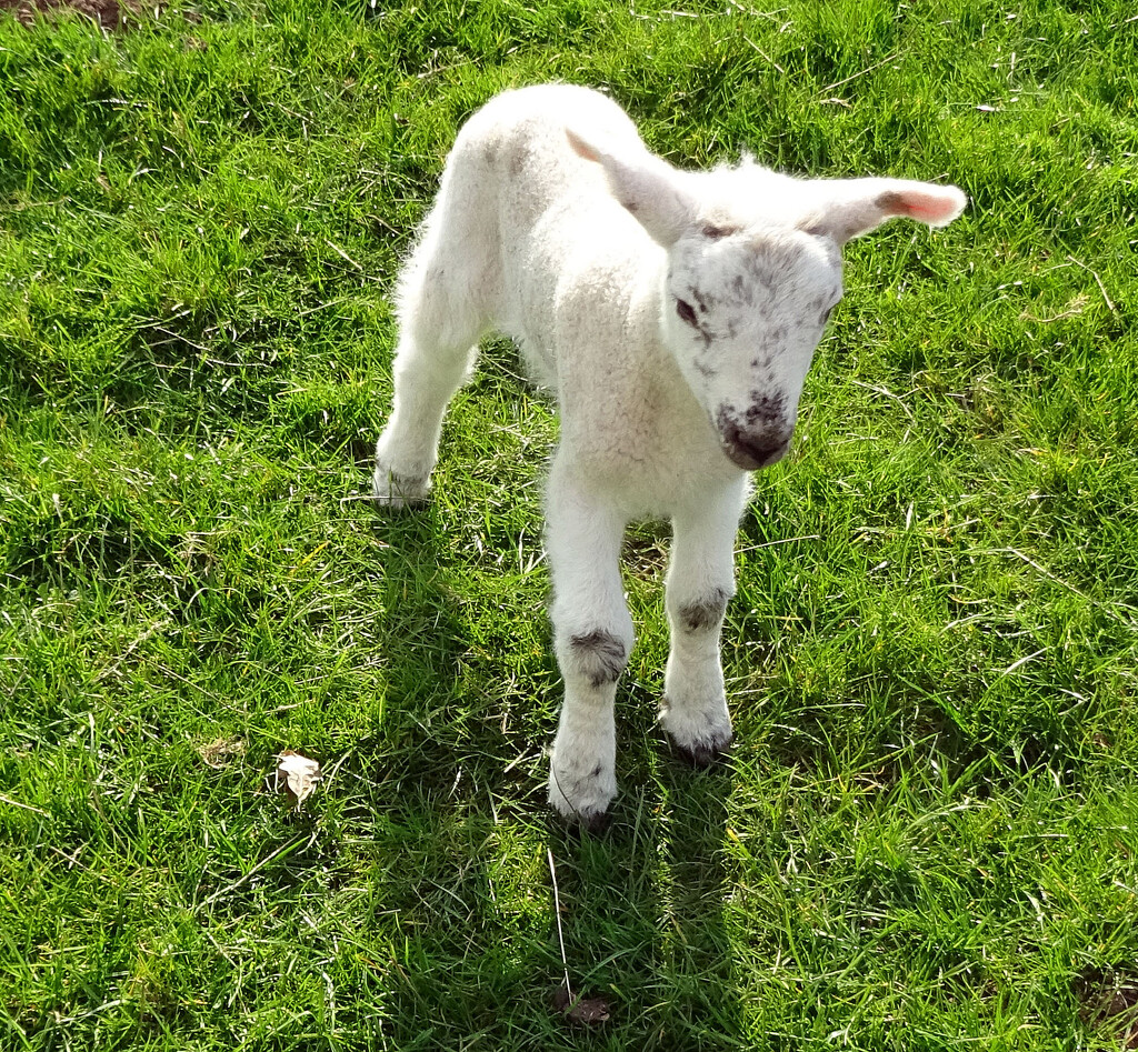 Spring Lamb by marianj