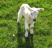 26th Mar 2022 - Spring Lamb