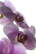28th Mar 2022 - Purple Orchid