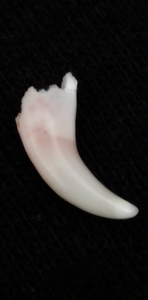 Canine baby tooth... by marlboromaam