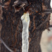 "tears" of the tree turned into ice by daryavr