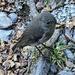 South Island Robin by sandradavies