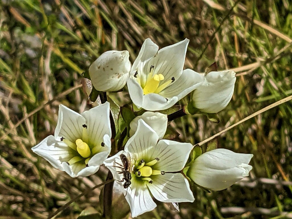Alpine Flowers by sandradavies
