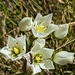 Alpine Flowers by sandradavies