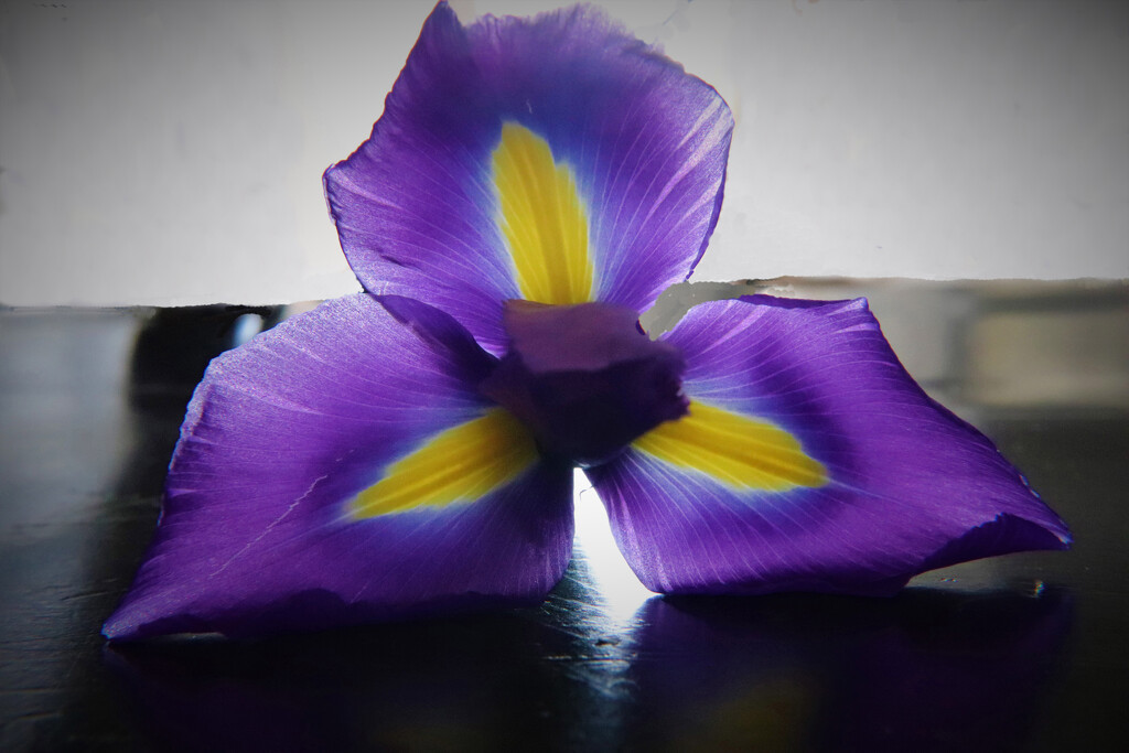 Indoor iris and light  by 365jgh