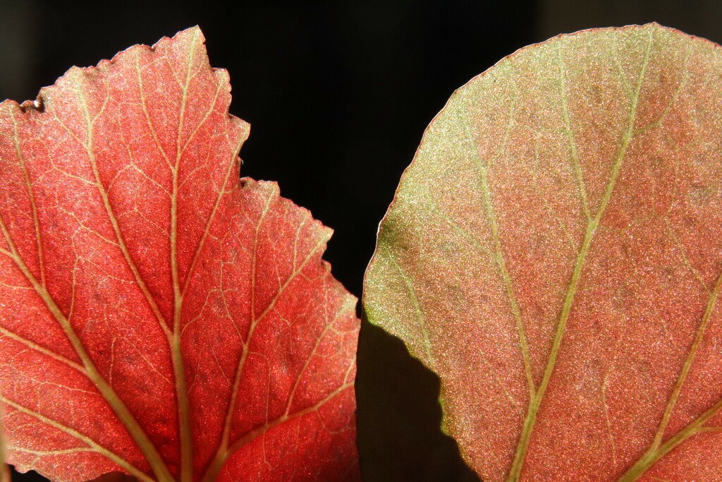 Polka dot Begonia leaves and the light by 365jgh