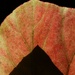 Abstract leaves by 365jgh