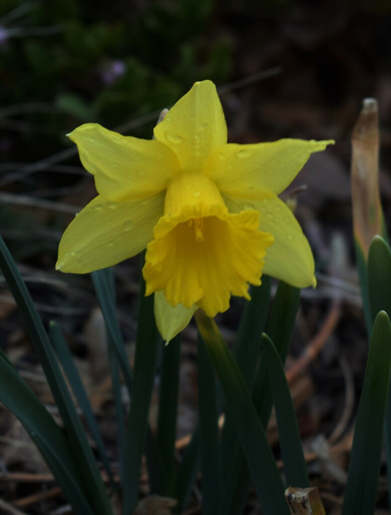 Rainy Daffodil by sandlily