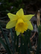 29th Mar 2022 - Rainy Daffodil