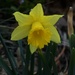Rainy Daffodil by sandlily