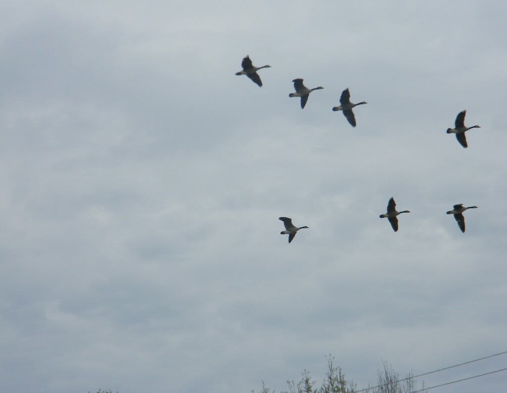 Flock of Geese over Parking Lot by sfeldphotos