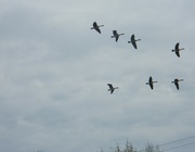 29th Mar 2022 - Flock of Geese over Parking Lot