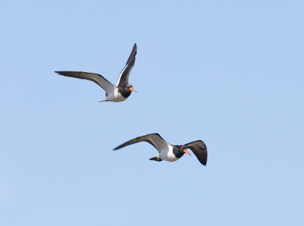 I think these are South island variable oystercatcher by creative_shots