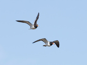 30th Dec 2021 - I think these are South island variable oystercatcher