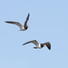 I think these are South island variable oystercatcher by creative_shots