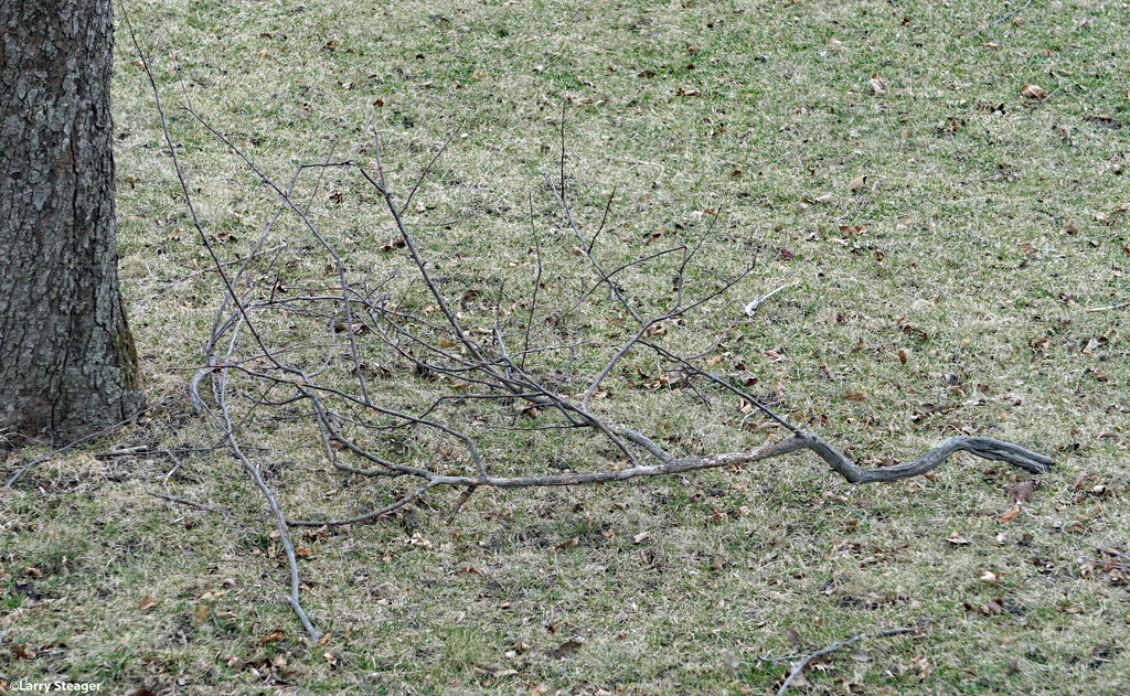Branch down by larrysphotos