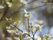 29th Mar 2022 - Dogwood is blooming