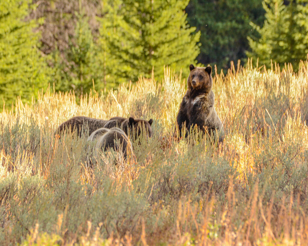 Grizzley Family by cwbill